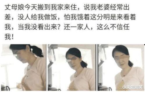 吃瓜群众丈母娘,揭秘现代婚姻中的“神秘角色”