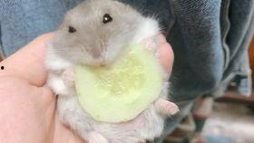 仓鼠吃瓜中,揭秘萌宠美食新风尚